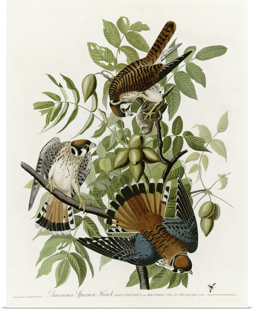 Audubon Birds, American Sparrow Hawk