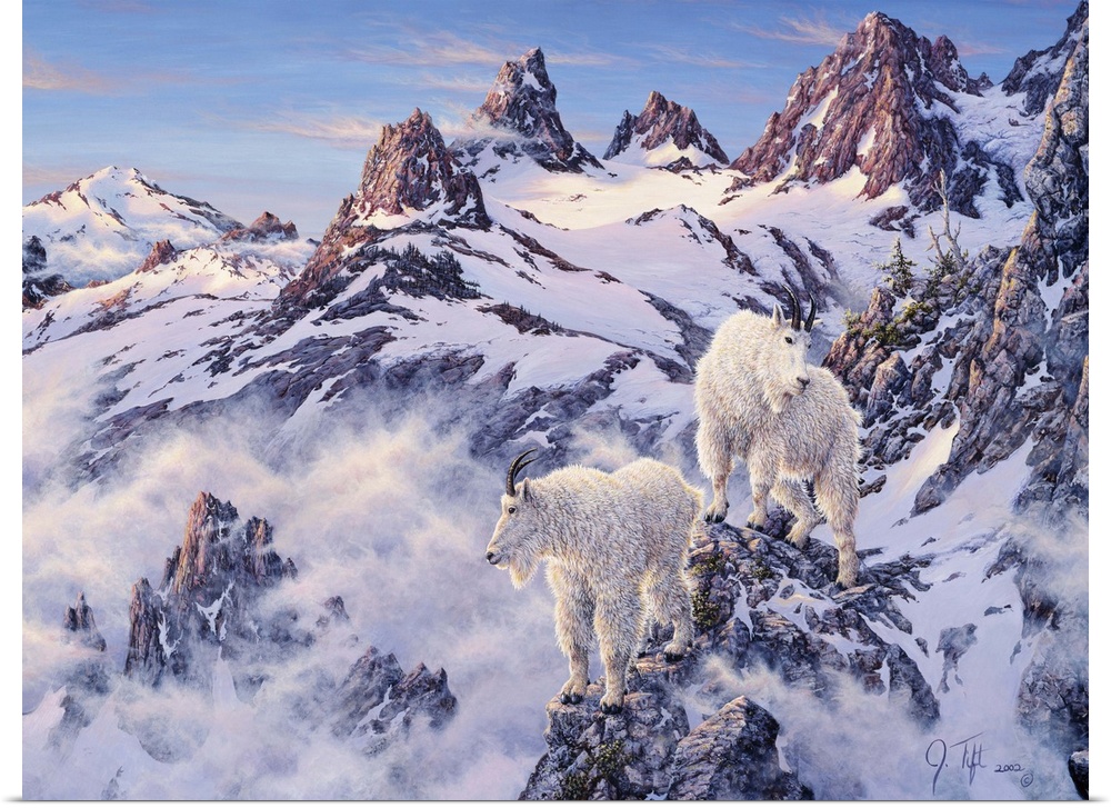Mountain goats on snowy, rocky ledges.winter mountain