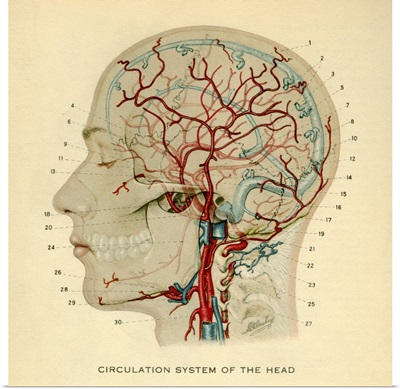 Anatomy diagram showing crucial veins in human head and neck
