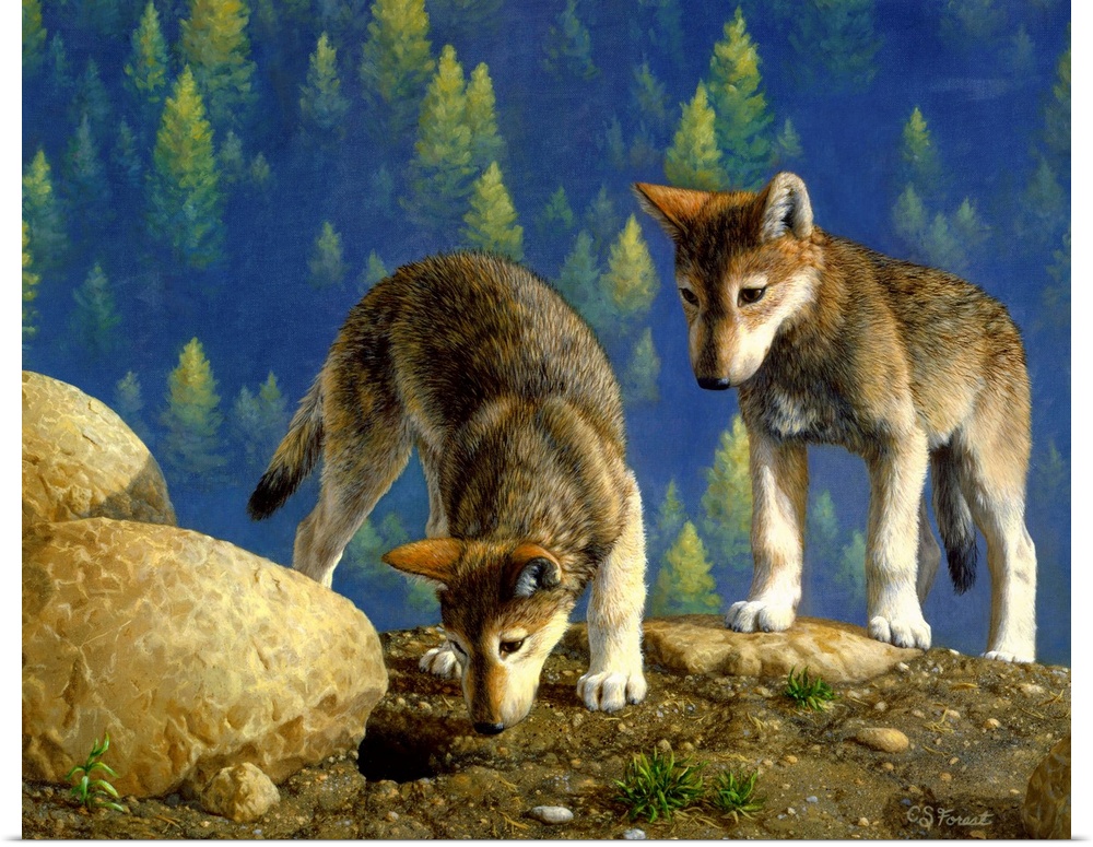 Two young wolves on a hillsidewolf
