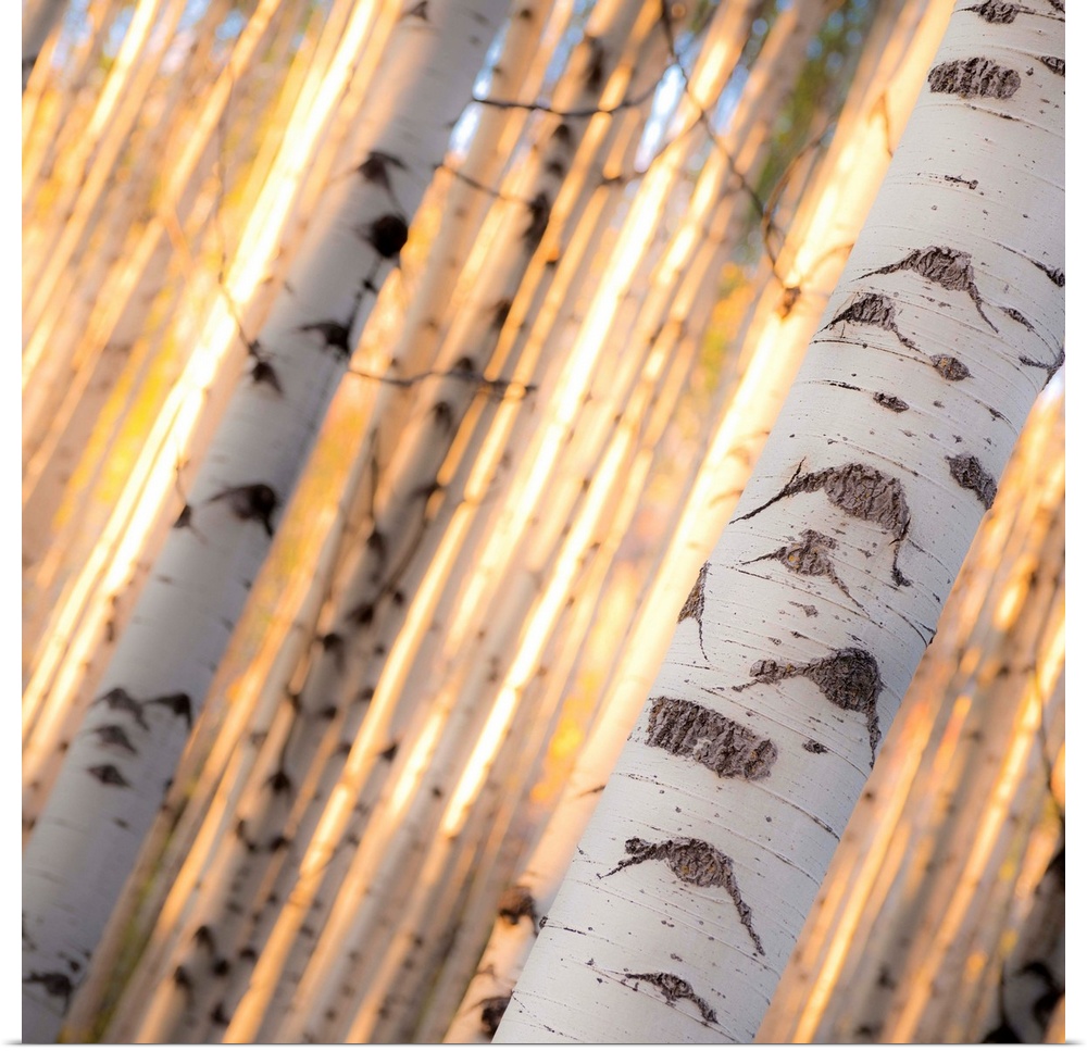 Close-up of birch bark in a forest