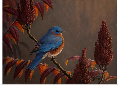 Autumn Bluebird