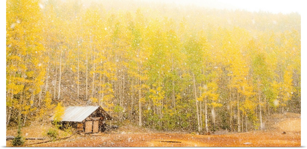 Landscape photograph of yellow and green Autumn trees with a small cabin during snowfall.