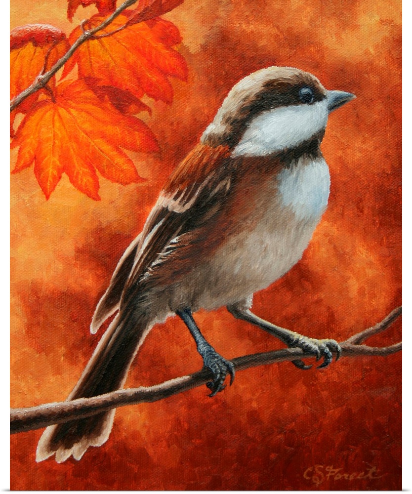 Chickadee on a branch in autumn.