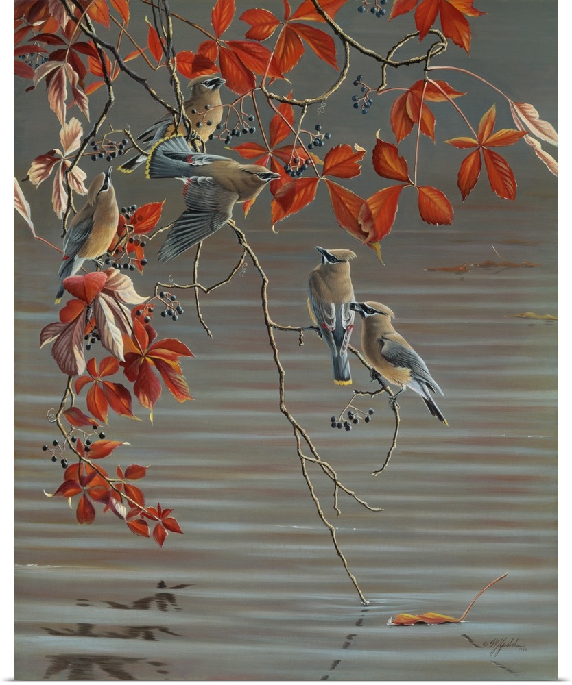 Cedar waxwings in a tree over a pond.