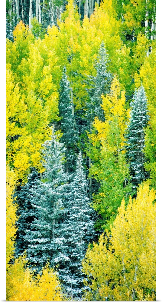 Photograph of Autumn pine trees.