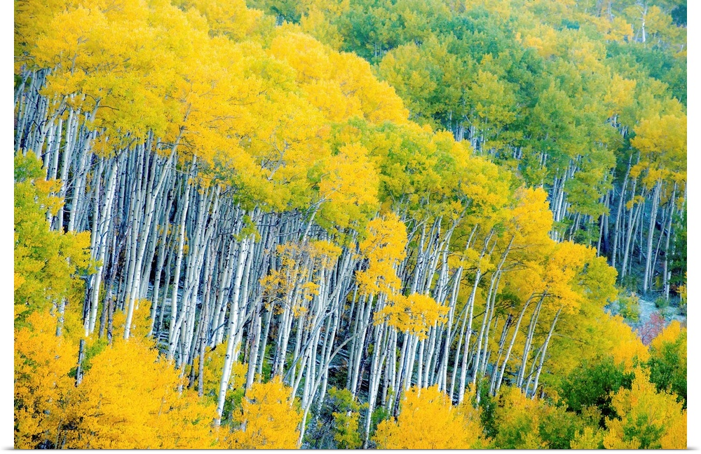 Photograph of Aspen tree tops with yellow and green leaves.