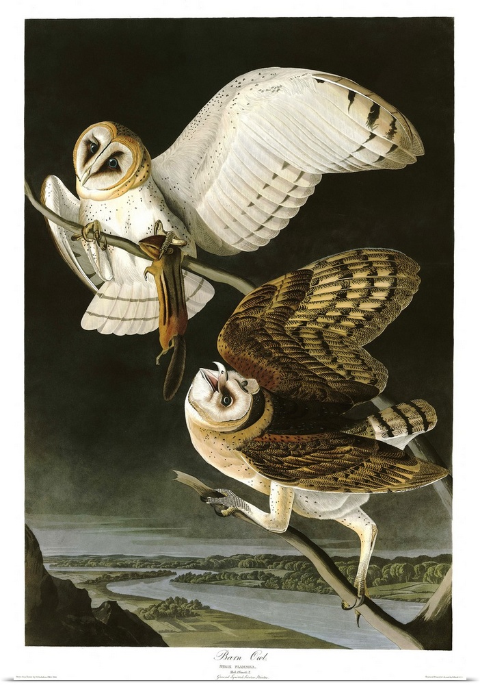 Audubon Birds, Barn Owl