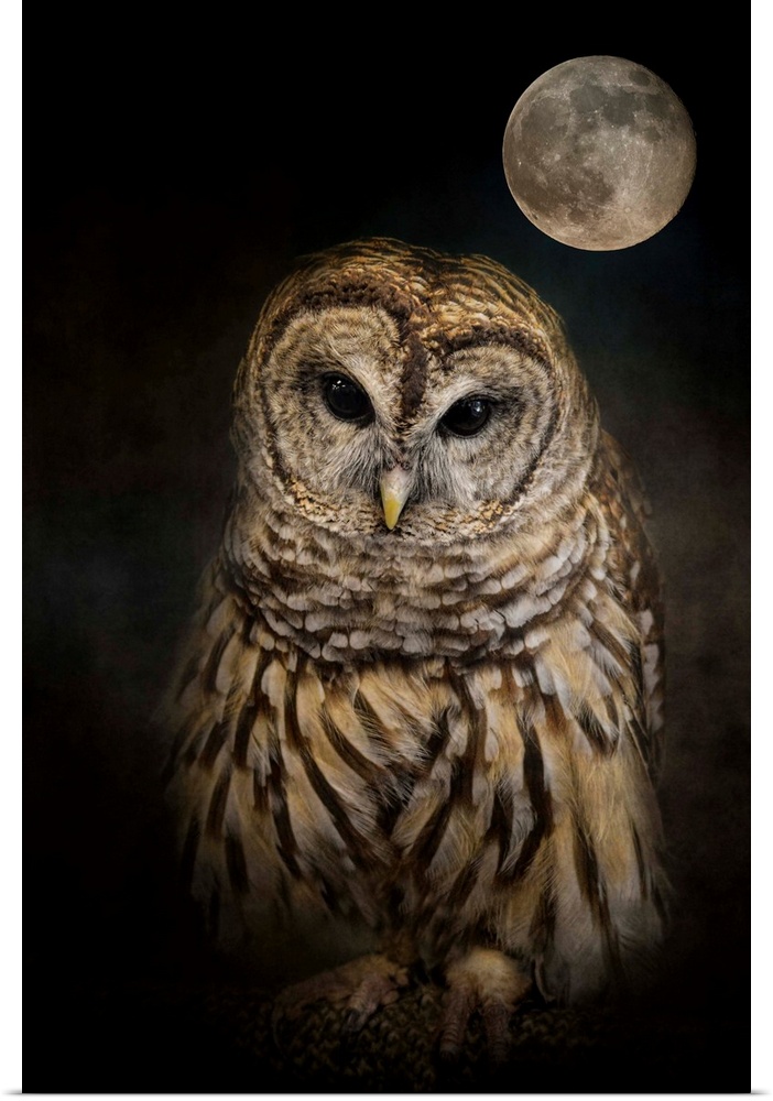 A mysterious Barred Owl under a full moon.