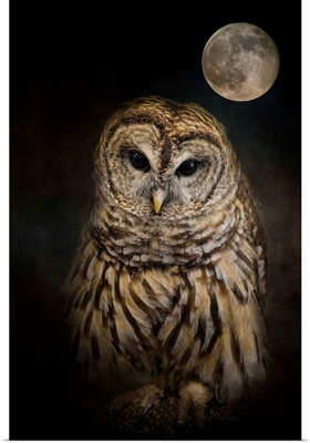 Barred Owl And The Moon