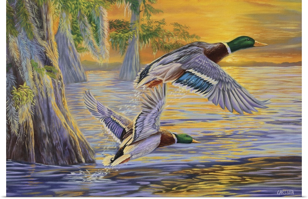 Mallard ducks at sunset