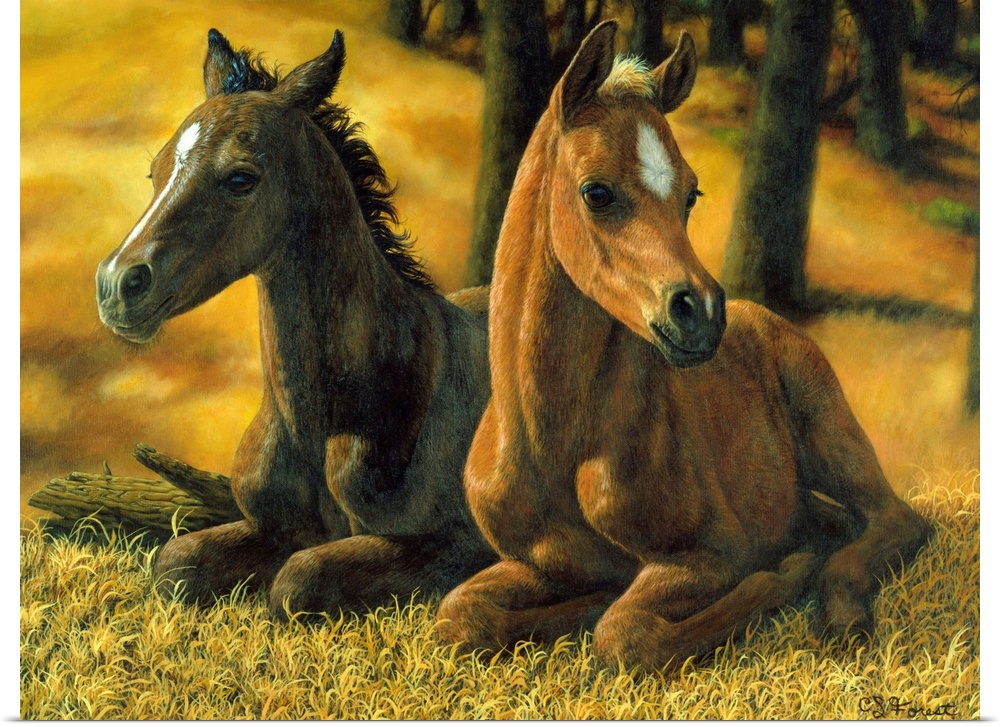 Two Baby Horsesfoal, colt