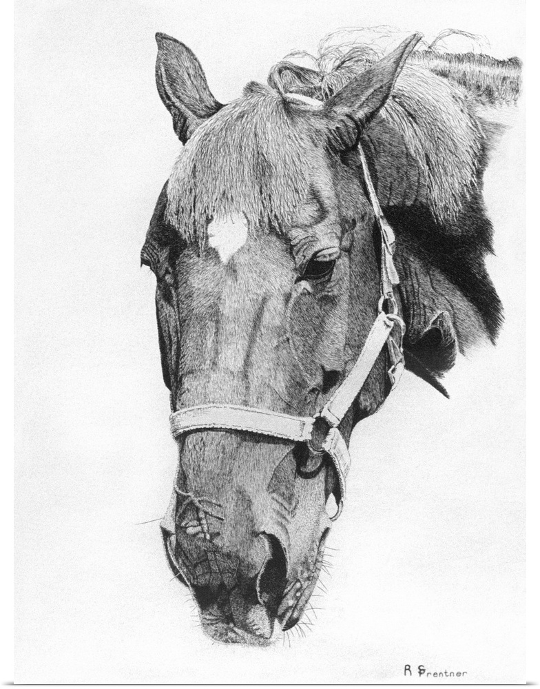 Black and white portrait of a horse with a bridle.