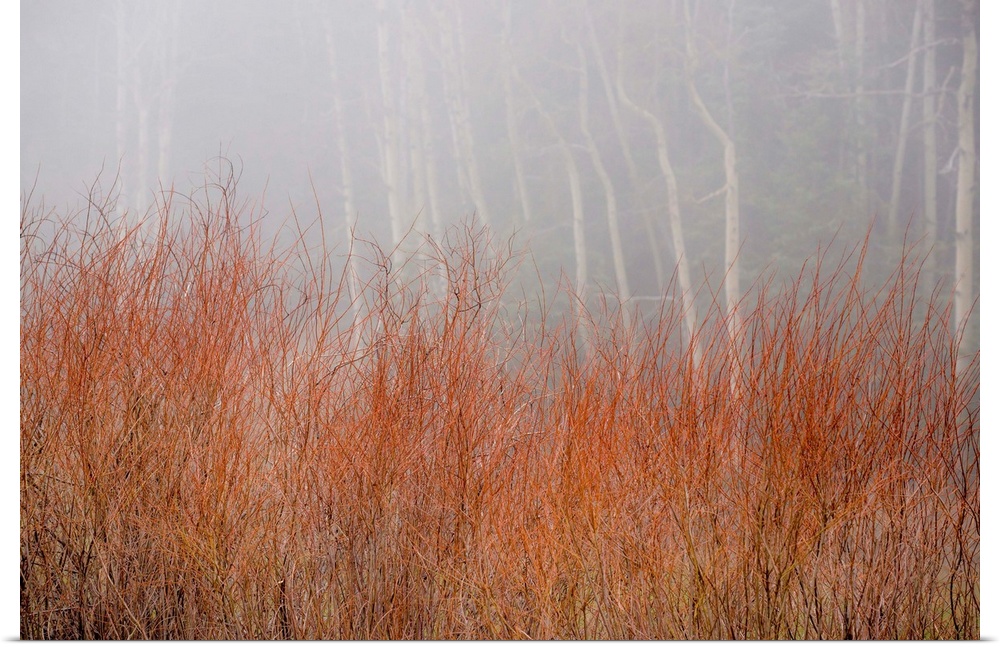 Landscape photograph of tall Autumn grass in front of a foggy forest.
