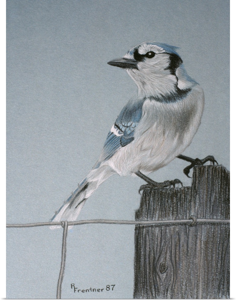 A blue-jay perched on a post