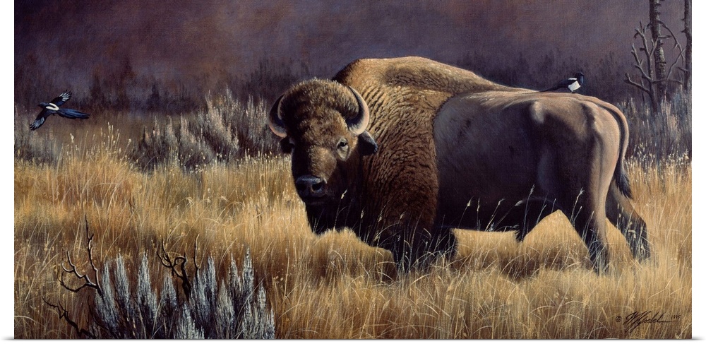 Buffalo with a bird on its back standing in a field.
