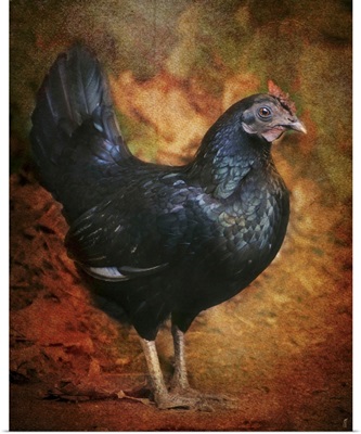 Black Bantam Chicken