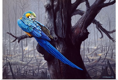 Blue And Yellow Macaw In Burned Forest