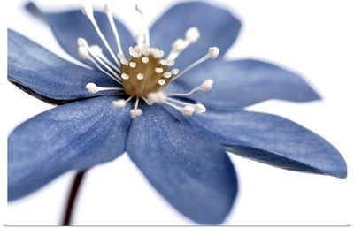 Blue Flower on White 2