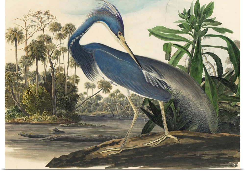 Vintage scientific illustration of a bird.