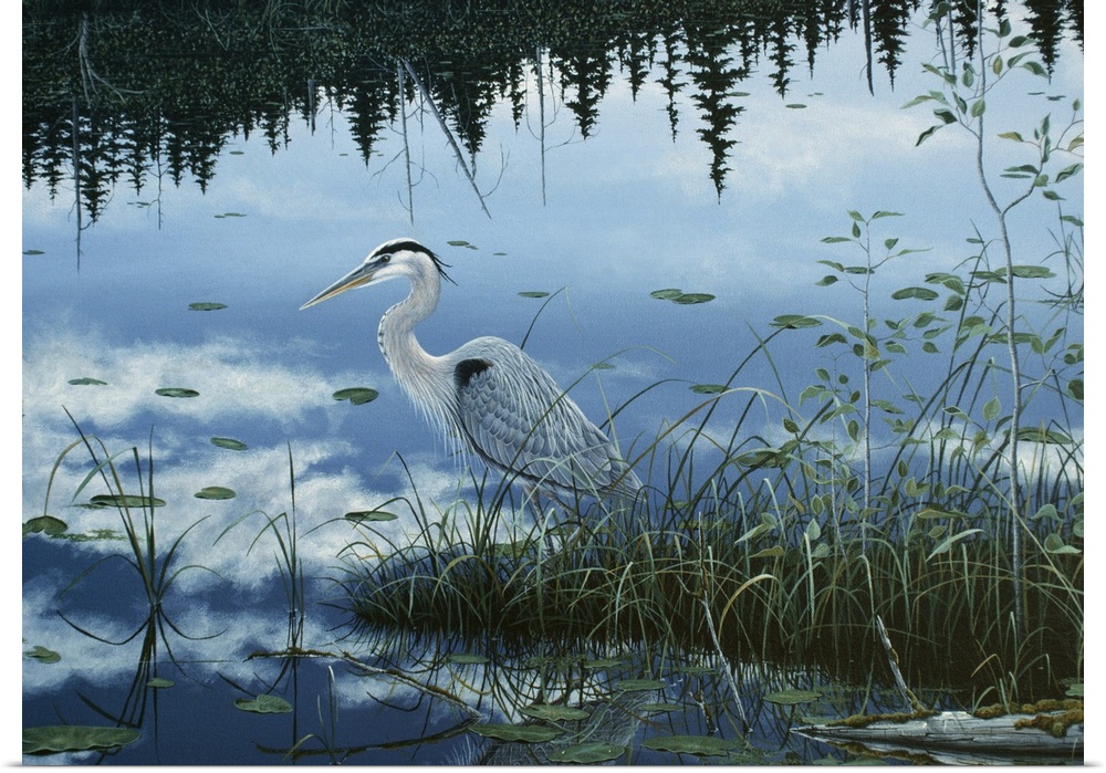 an egret standing in a swampy area with its reflection in the water