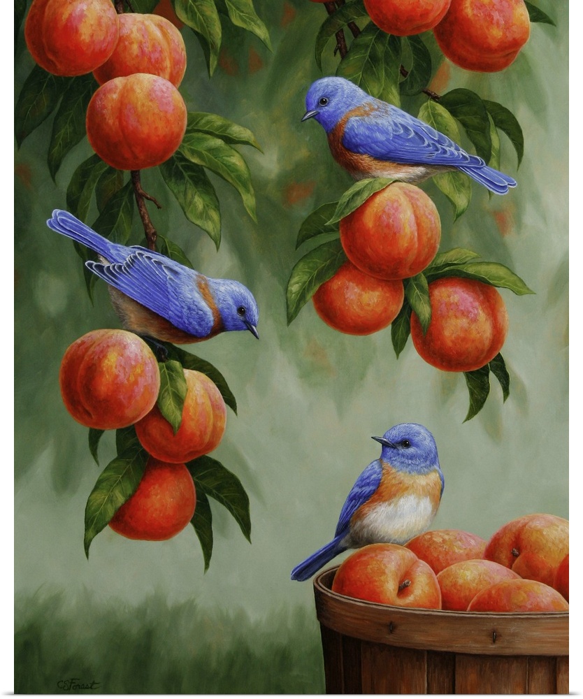 Three bluebirds perched on peaches in a peach tree and basket.