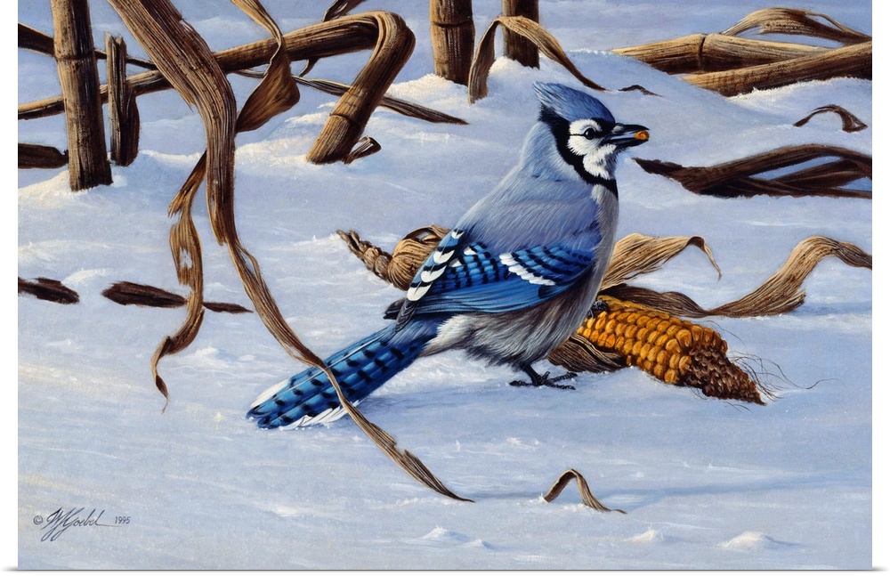 Bluejay by an ear of corn in the snow.