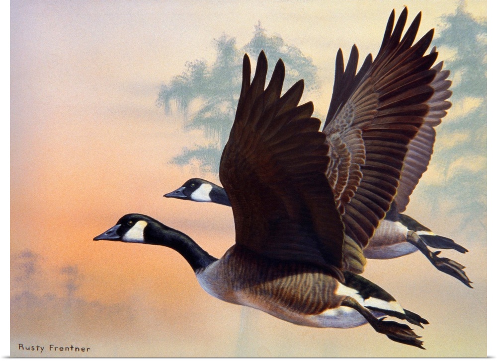Two canada geese flying at sunset, or sunrise.