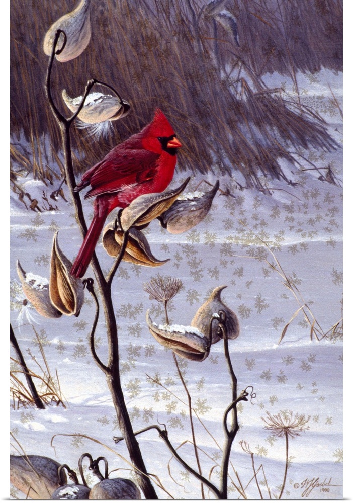 Cardinal on a milkweed plant.