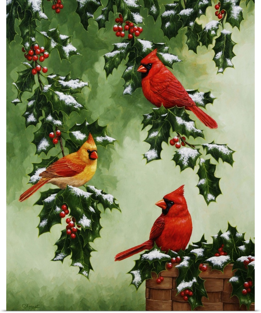 Three cardinals perched on snow-covered holly branches.