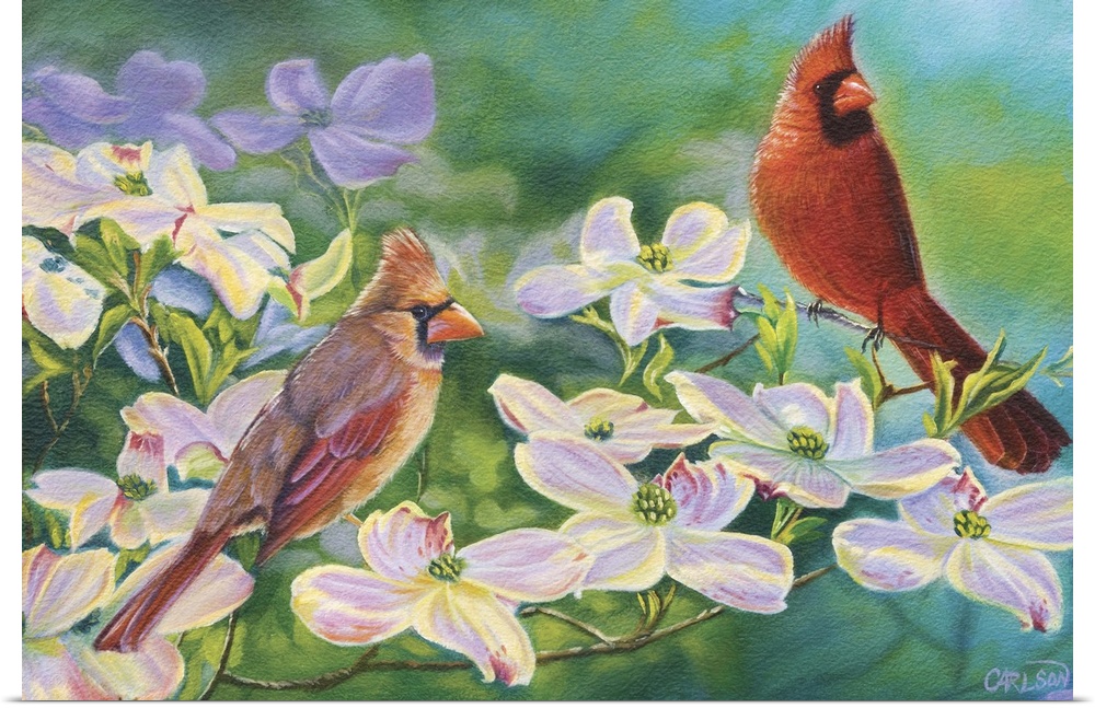 cardinal pair on dogwoodsbird spring