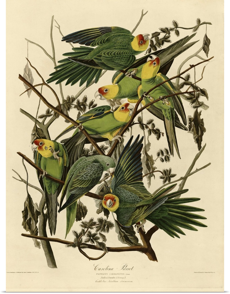 Audubon Birds, Carolina Parrot