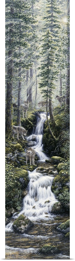 wolves standing next to a mtn stream