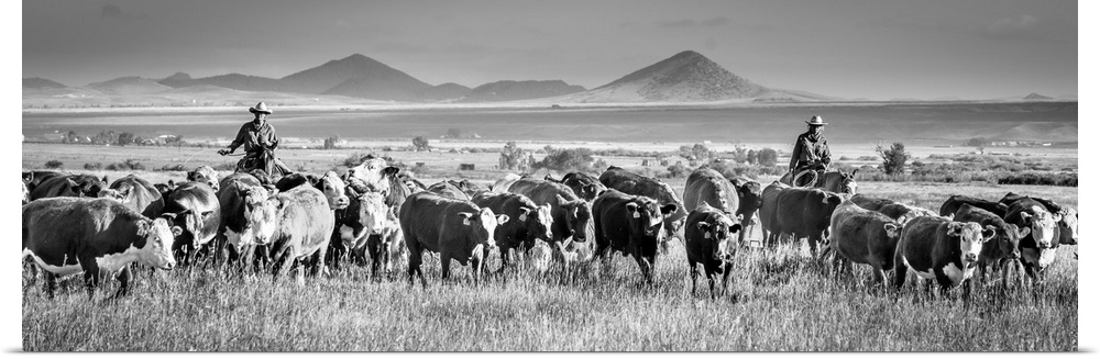 Black and white panoramic photograph of two cowboys herding cattle.