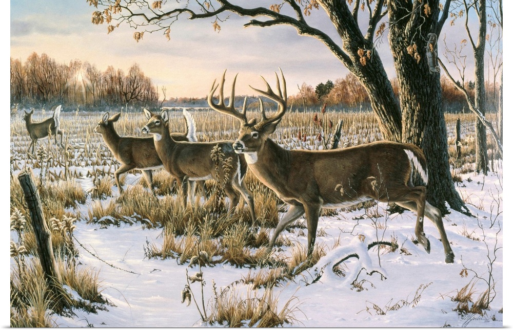 Herd of white tails in a snowy field.