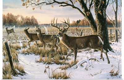 Cautious Crossing - Whitetails