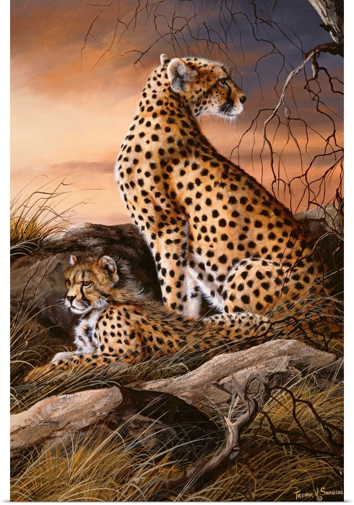 Cheetahs Of Dusk
