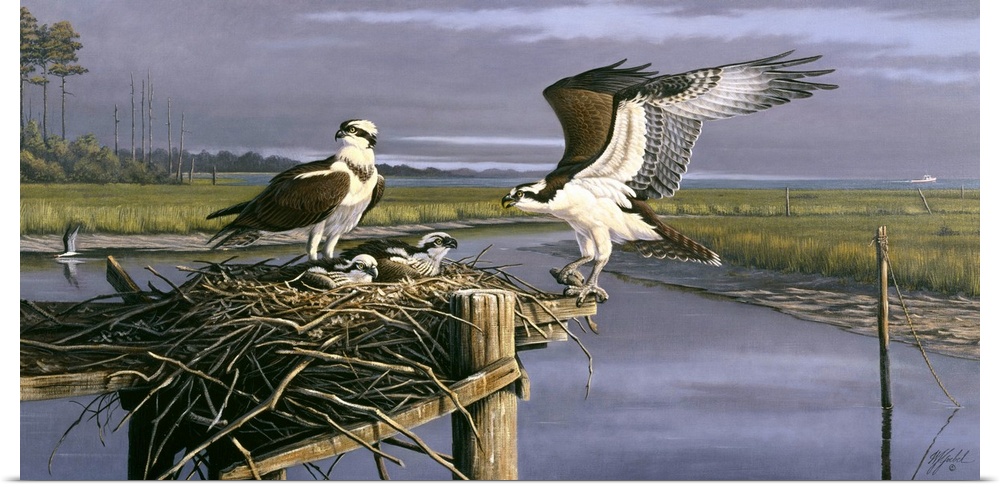 Contemporary painting of an osprey landing back to its nest.