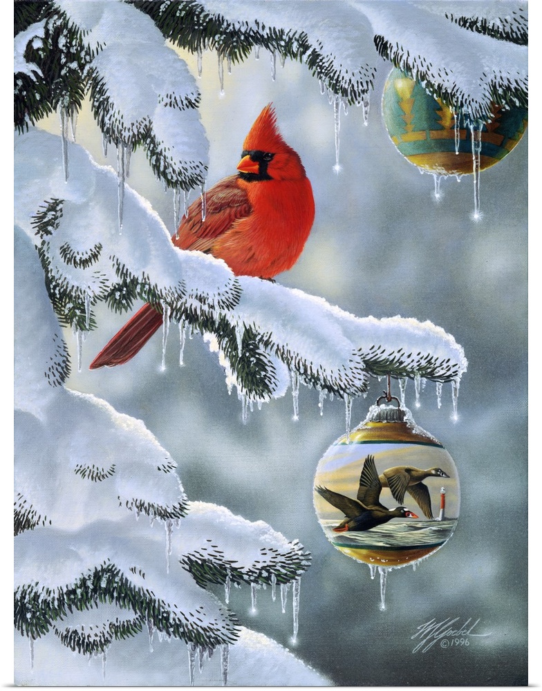 A male cardinal sitting on a snow covered branch with a christmas ball, ornament hanging from the branch below and above.
