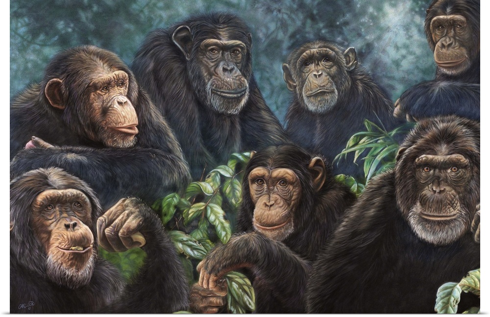 collage of monkeys