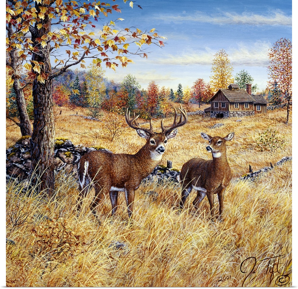2 deer in a field near a house in the Fall