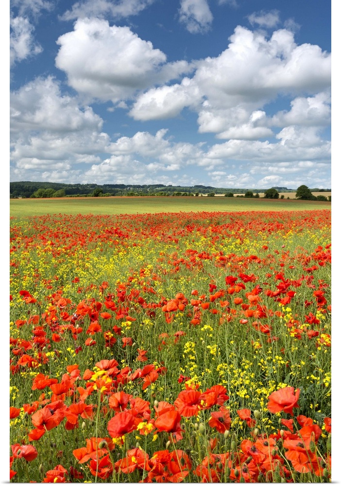 Bright red poppies in a field under a sky with large white clouds.