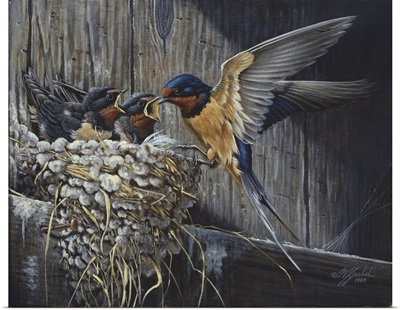 Country Living  - Barn Swallows