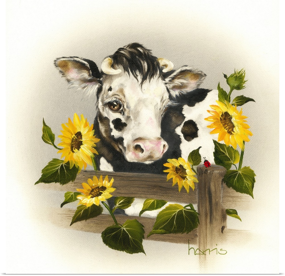 Black and white cow looking over a fence with four sunflowers.