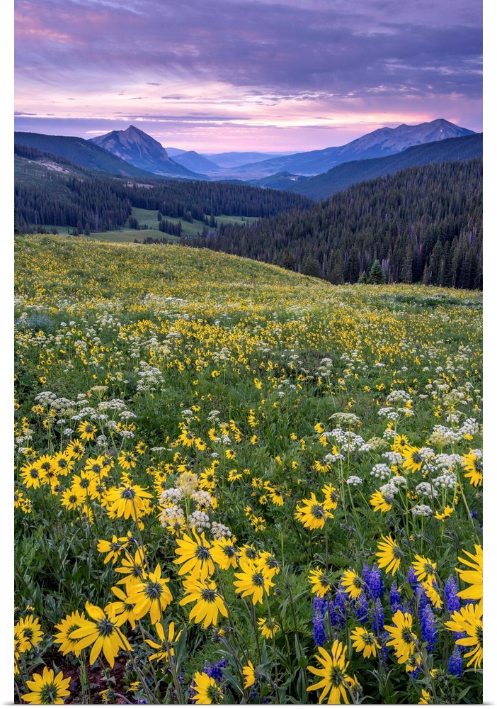 Landscape photograph with a field of wildflowers and mountains in the distance at sunset.