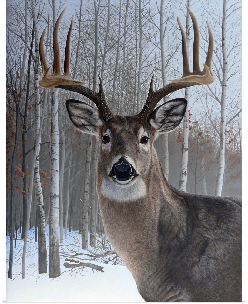 Portrait of a deer with eight-point antlers.