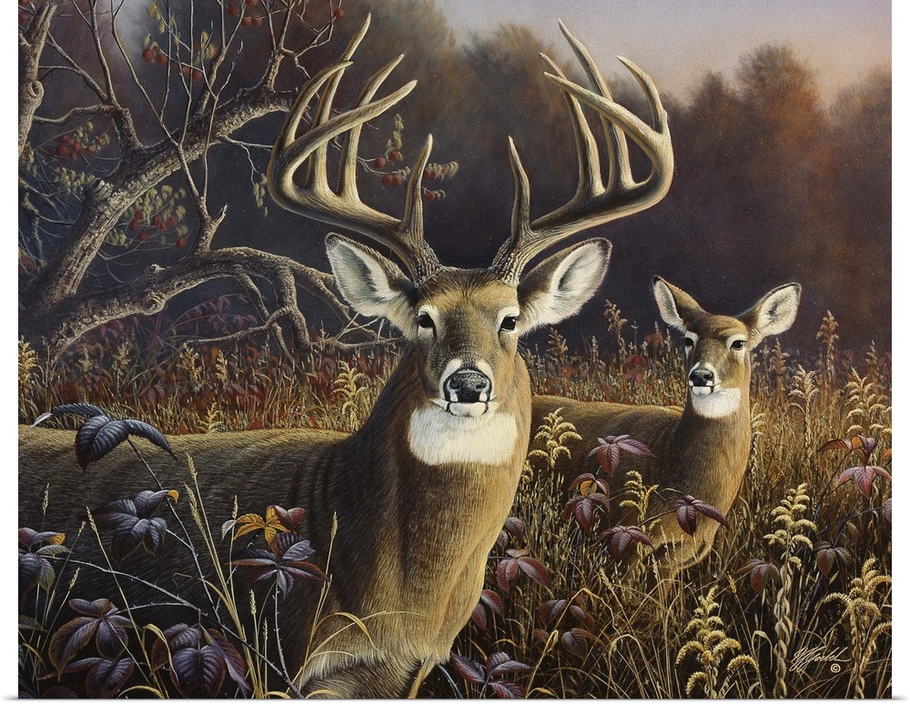 Two deer stand in an autumn field.