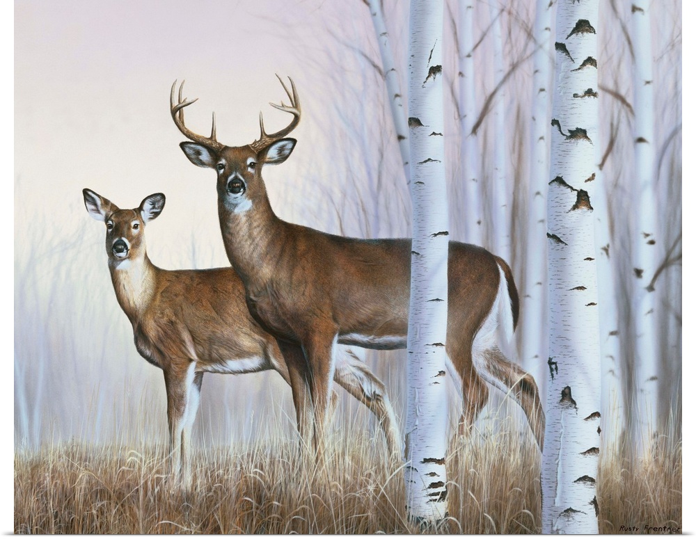 A buck and doe standing behind some white birch trees.