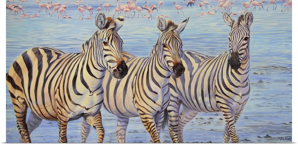 Three zebras walking through water with a flock of flamingos in the background