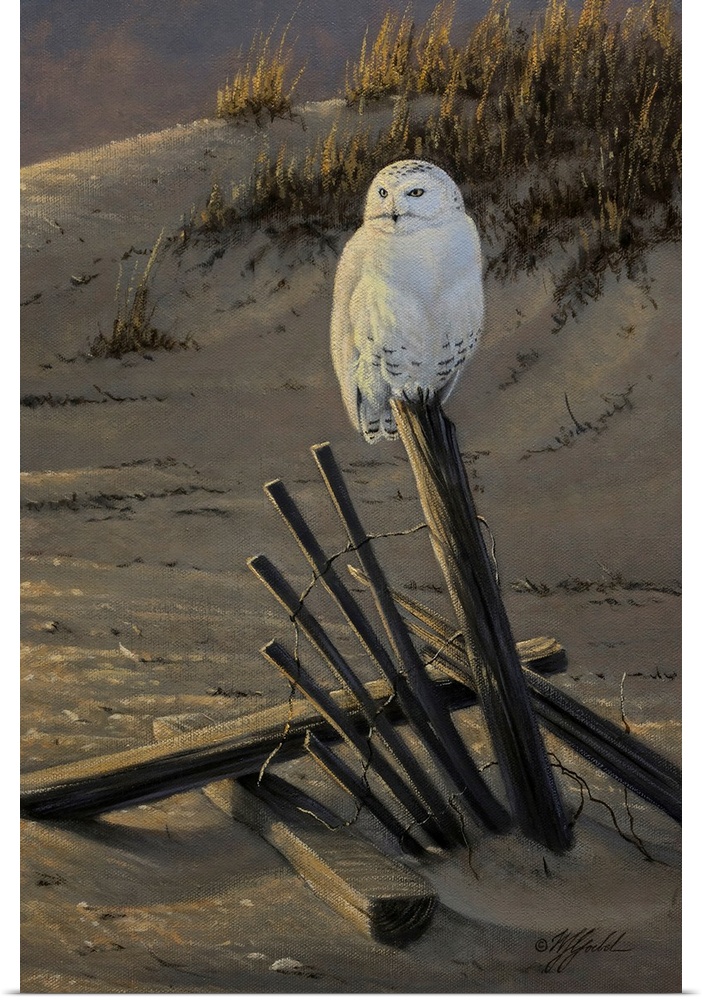 Dune Watcher - Snowy Owl